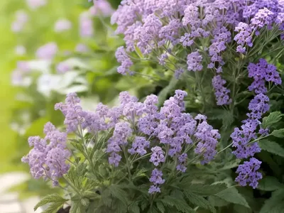 Gray Vervain (Verbena Canescens)