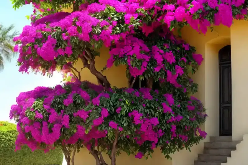 Great bougainvillea (bougainvillea spectabilis) — photo 2