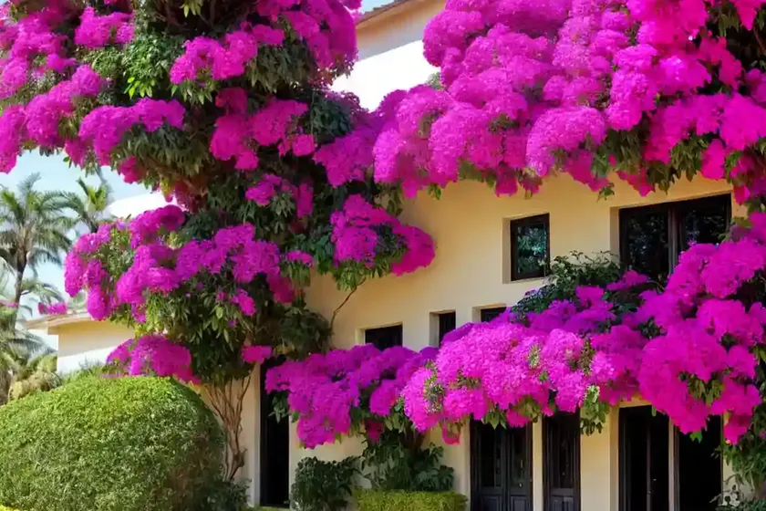 Great bougainvillea (bougainvillea spectabilis) — photo 3