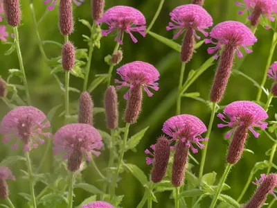 Great Burnet (Sanguisorba Officinalis)