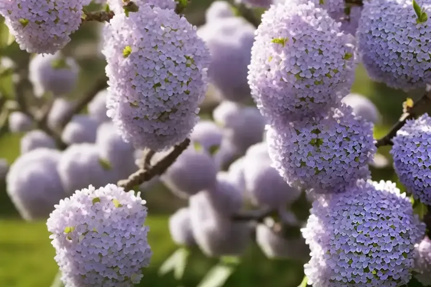 Great sallow (salix caprea)
