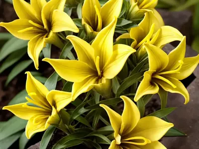 Great Yellow Gentian (Gentiana Lutea)