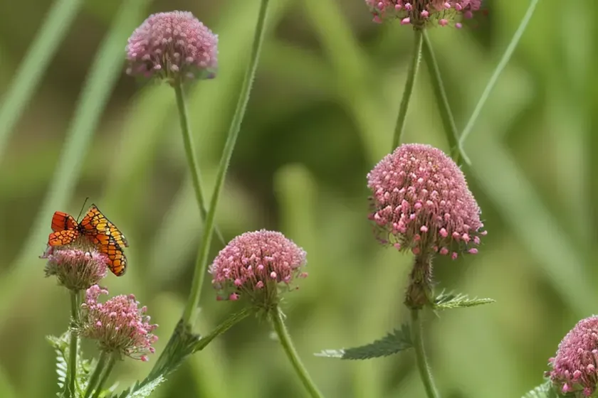 Greater burnet (pimpinella major ‘rosea’) — photo 3
