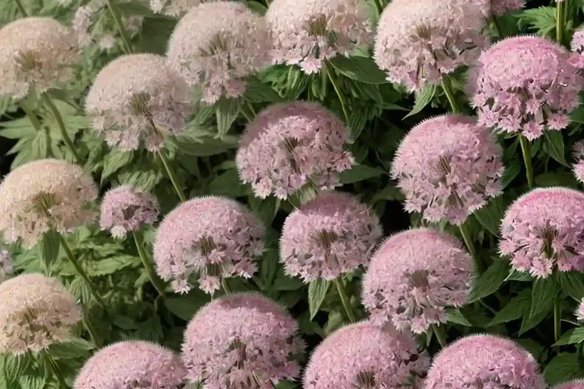 Greater masterwort (astrantia ‘buckland’) — photo 3