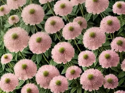 Greater Masterwort (Astrantia ‘Buckland’)