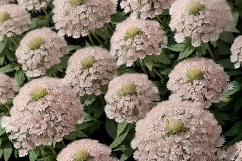 Greater masterwort (astrantia ‘magnum blush’) — photo 2