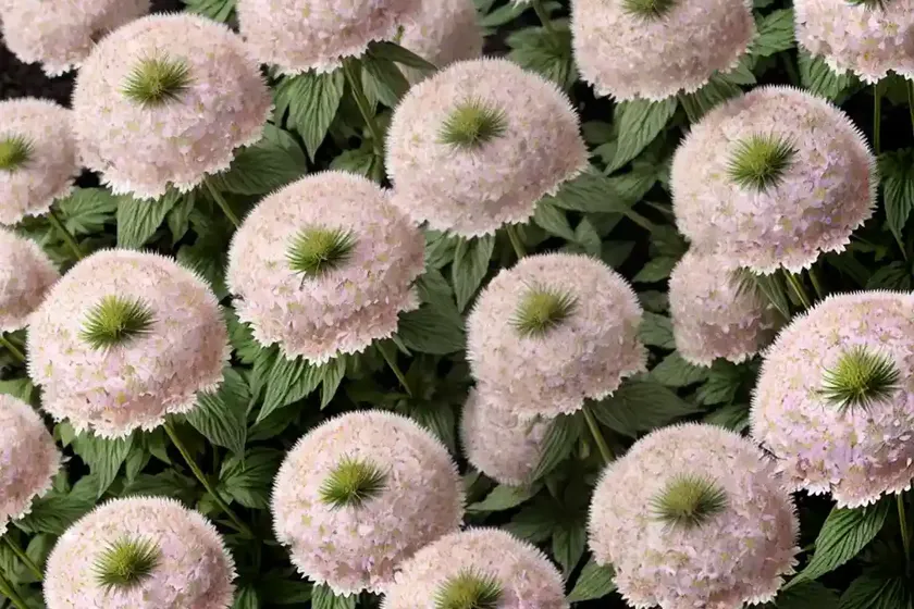 Greater masterwort (astrantia ‘magnum blush’) — photo 3