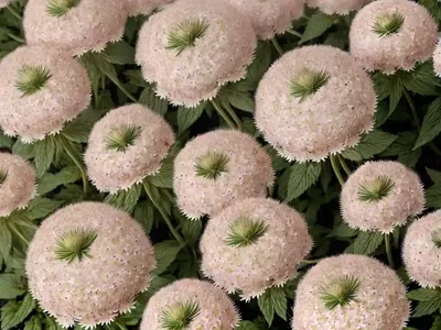 Greater Masterwort (Astrantia ‘Magnum Blush’)