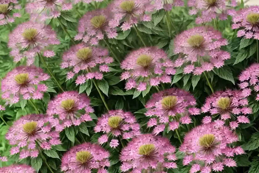 Greater masterwort (astrantia major) — photo 2