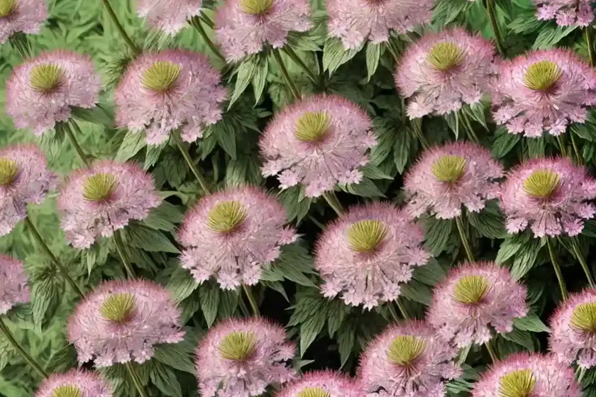 Greater masterwort (astrantia major) — photo 3