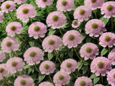 Greater Masterwort (Astrantia Major)