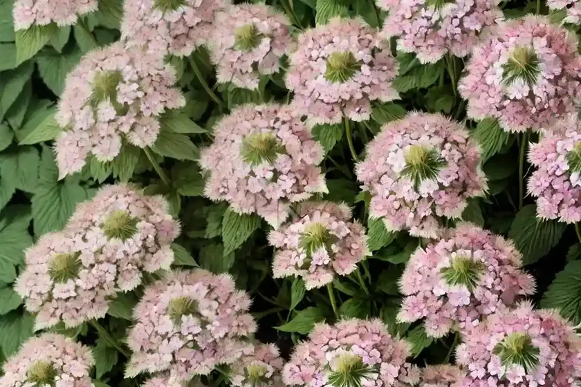 Greater masterwort (astrantia major subsp. involucrata ‘shaggy’) — photo 2