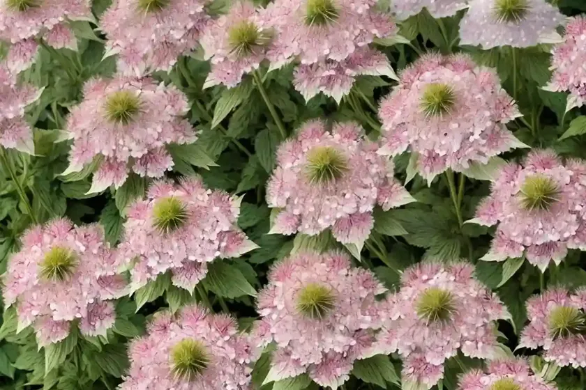 Greater masterwort (astrantia major subsp. involucrata ‘shaggy’) — photo 3