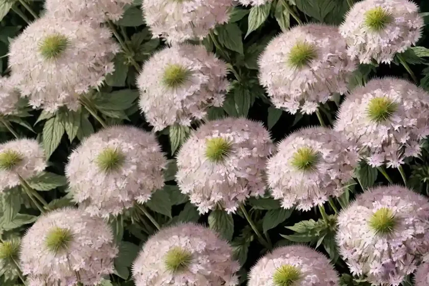 Greater masterwort (astrantia ‘superstar’) — photo 2