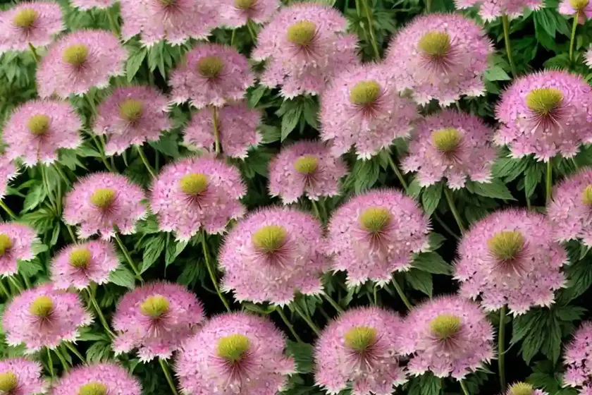 Greater masterwort (astrantia ‘superstar’) — photo 3