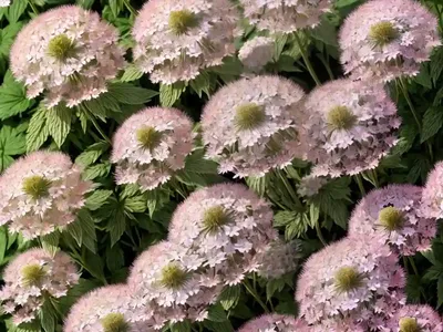 Greater Masterwort (Astrantia ‘Superstar’)