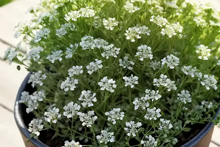 Greater swine-cress (lepidium squamatum) — photo 2