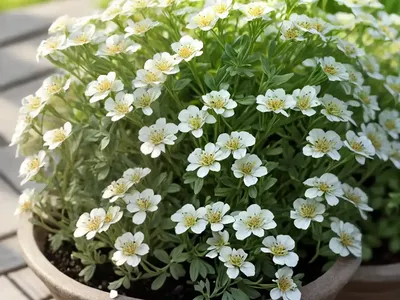 Greater Swine-Cress (Lepidium Squamatum)