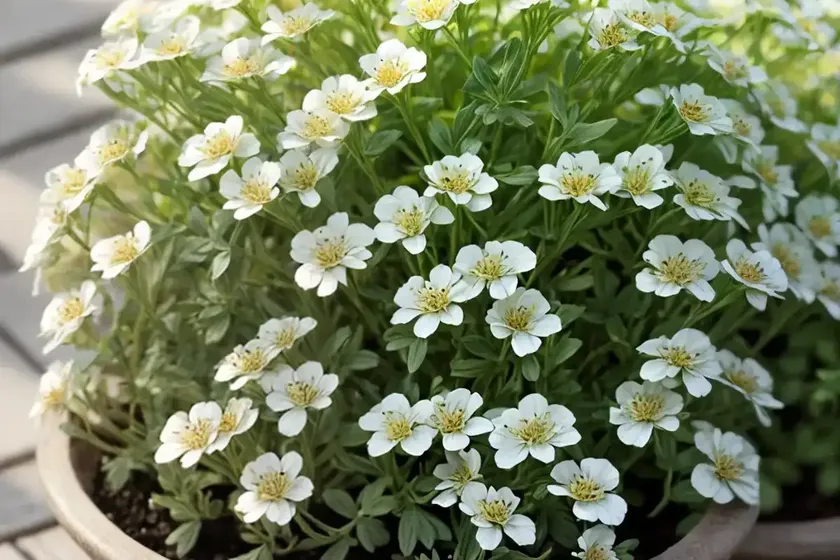 Greater swine-cress (lepidium squamatum)