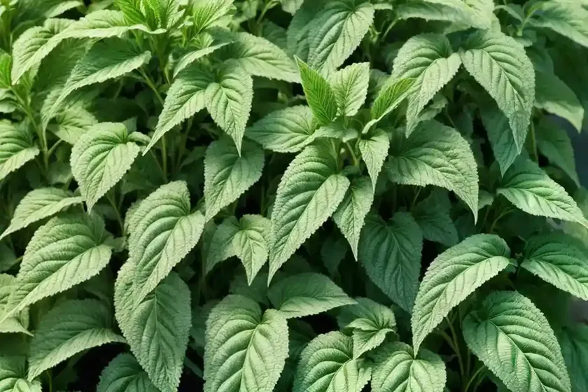 Green amaranth (amaranthus viridis) — photo 2
