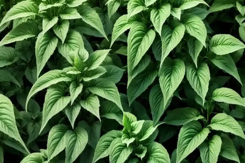 Green amaranth (amaranthus viridis) — photo 3