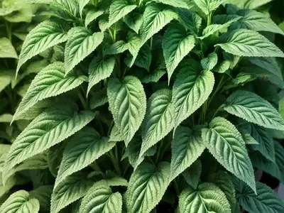 Green Amaranth (Amaranthus Viridis)