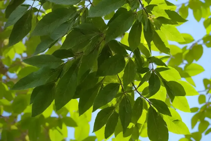 Green ash (fraxinus pennsylvanica) — photo 2