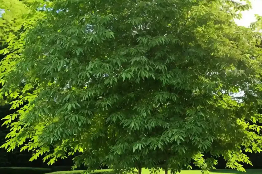 Green ash (fraxinus pennsylvanica) — photo 3