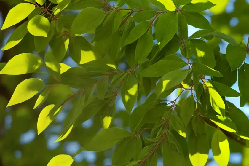 Green ash (fraxinus pennsylvanica) — photo 2