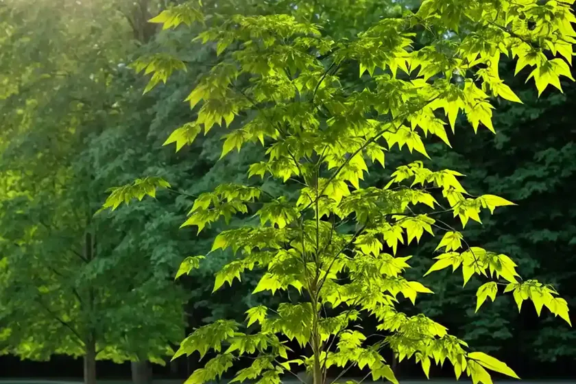 Green ash (fraxinus pennsylvanica) — photo 3