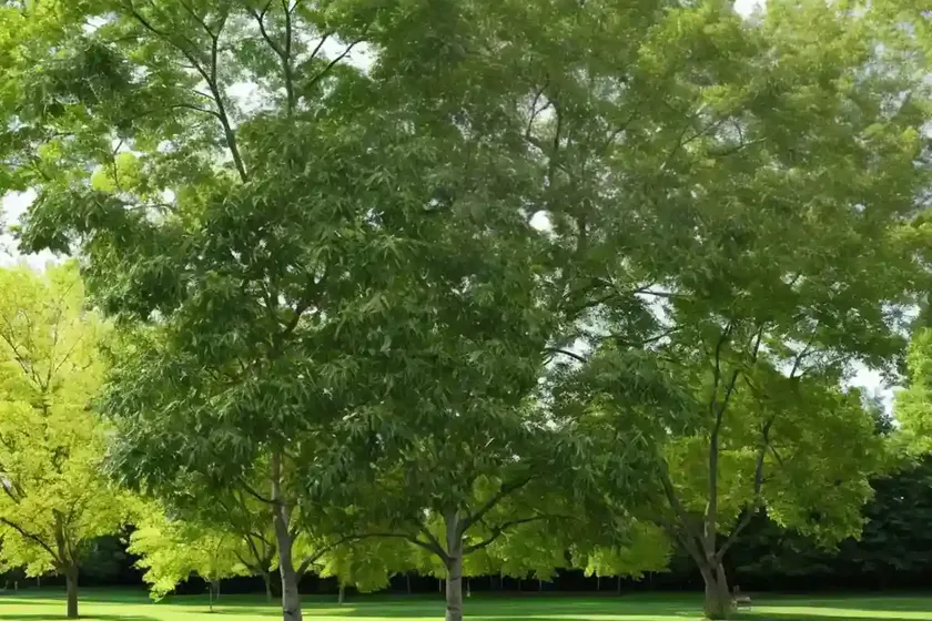 Green ash (fraxinus pennsylvanica)