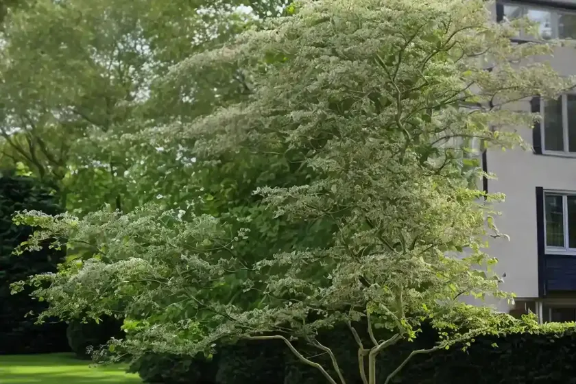 Green ash (fraxinus pennsylvanica ‘patmore’) — photo 3