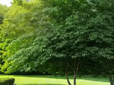 Green Ash (Fraxinus Pennsylvanica ‘Patmore’)