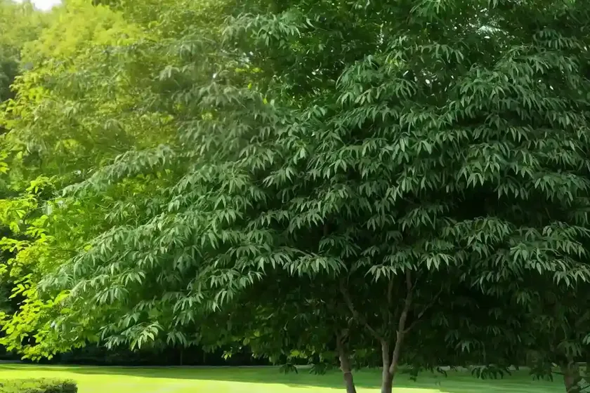 Green ash (fraxinus pennsylvanica ‘patmore’)