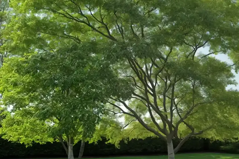 Green ash (fraxinus pennsylvanica ‘summit’) — photo 3
