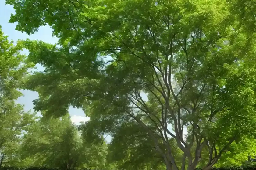Green ash (fraxinus pennsylvanica ‘summit’)