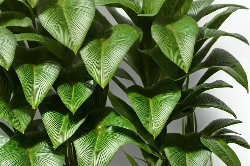 Green dragon (pinellia tripartita ‘gold dragon’) — photo 2