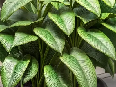 Green Dragon (Pinellia Tripartita ‘Gold Dragon’)