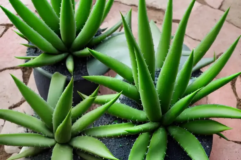 Green-flowered aloe (aloe viridiflora) — photo 2