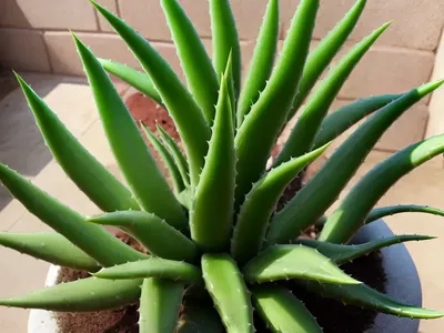 Green-flowered Aloe (Aloe Viridiflora)