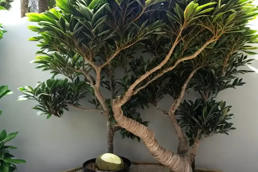 Green island ficus (ficus microcarpa ‘green island’) — photo 2