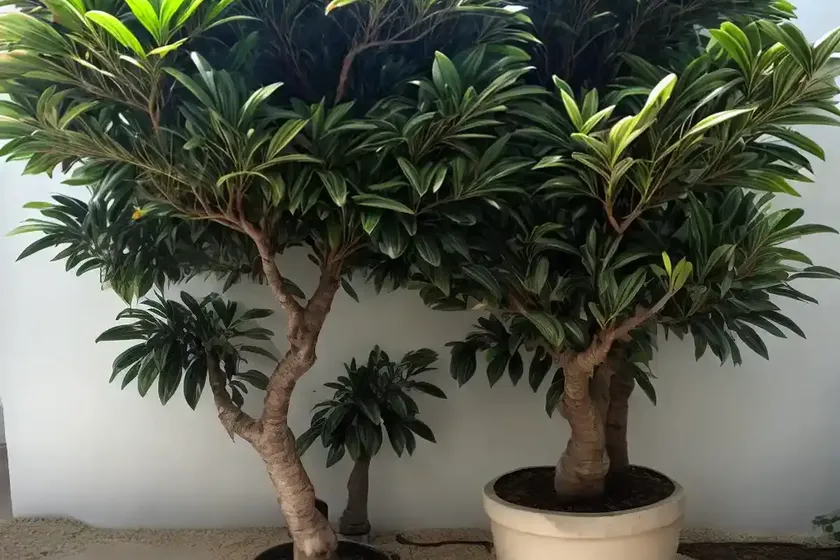 Green island ficus (ficus microcarpa ‘green island’) — photo 3