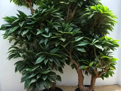Green Island Ficus (Ficus Microcarpa ‘green Island’)
