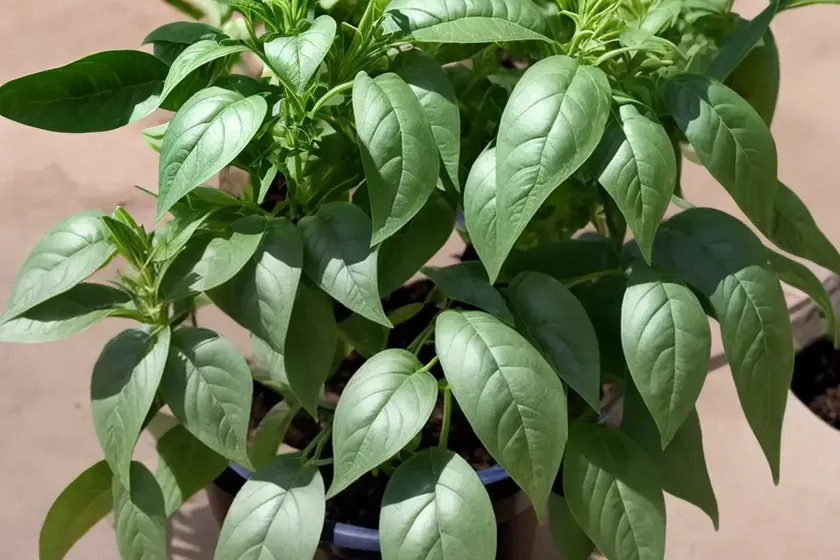 Green nightshade (solanum sarachoides) — photo 2