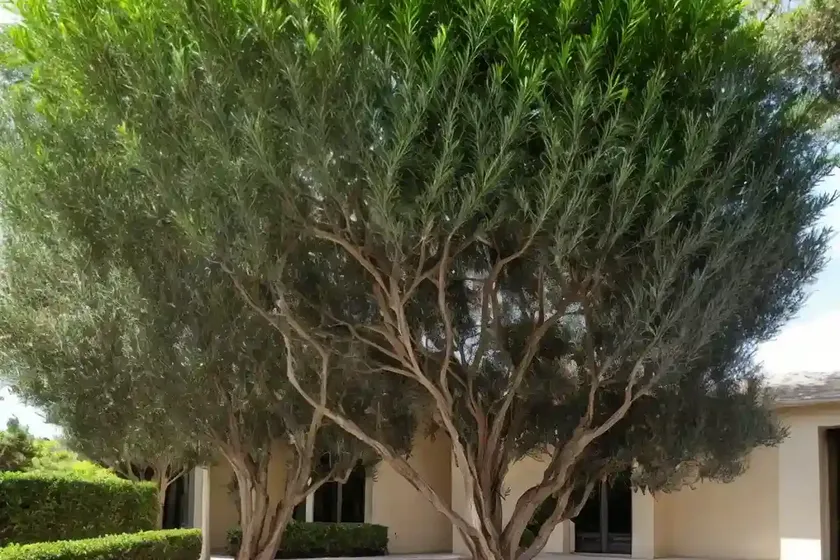 Green olive tree (phillyrea latifolia) — photo 2