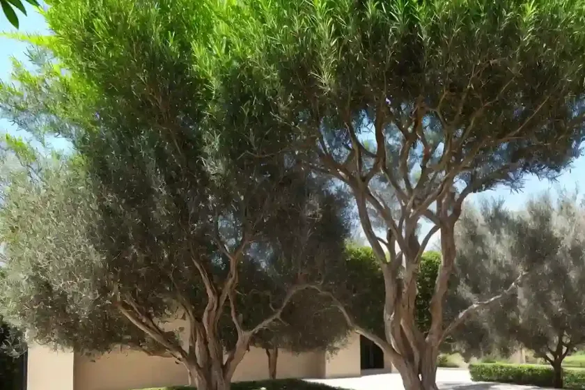 Green olive tree (phillyrea latifolia)