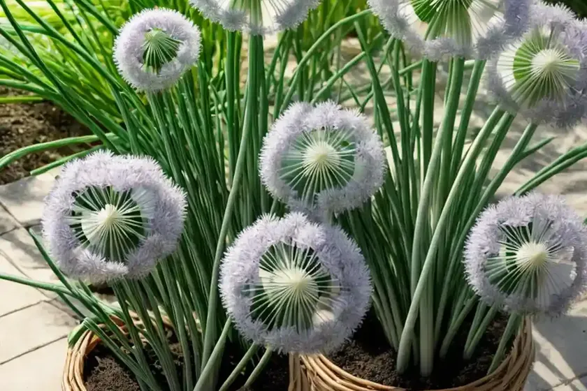 Green onion (allium fistulosum) — photo 3