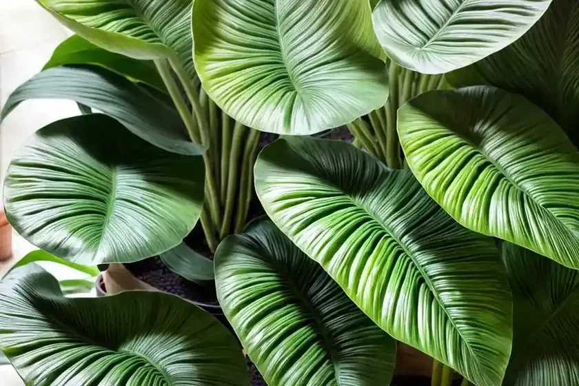 Green velvet alocasia (alocasia micholitziana) — photo 2