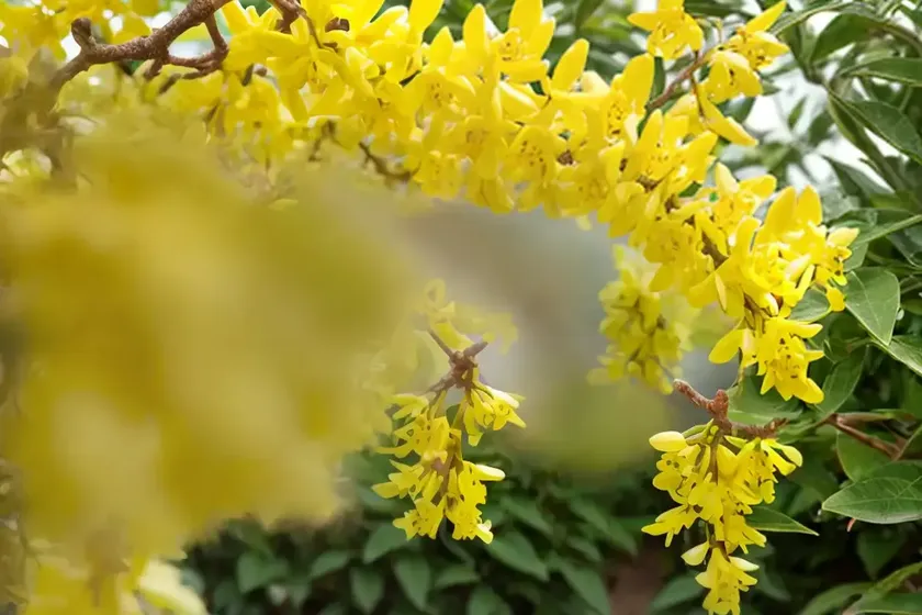 Greenstem forsythia (forsythia viridissima) — photo 2