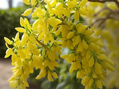 Greenstem Forsythia (Forsythia Viridissima)
